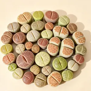 30PC Large Lithops  Living Stones, Random Mix, Bare Root, Easy Care Plants, Perfect Gift & Desk Decor