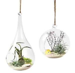 2 Pack Glass Hanging Planter Air Fern Holder Terrarium Plants Hanger Vase