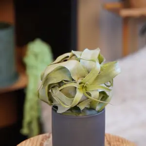 Large Curly Air Plant, Tillandsia Streptophylla