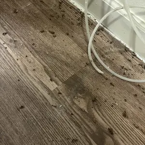 Roach killer indoor infestation,Roach Repellent,Roach Traps indoor,Roach Killer,Roach Bait Station,Roach Killer Gel for American, German and Other Major Cockroach Species