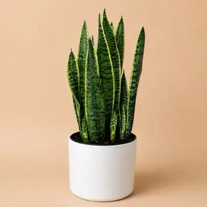 Sansevieria Laurentii Snake Plant in 8 in Pot, Easy-Care Low-Maintenance Indoor Succulent, Unique Tropical Leaves, Ideal for Beginners & Home Decor