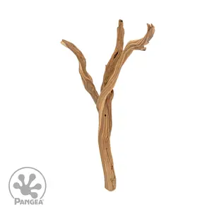 Ghost Wood Manzanita Branches for Reptile Enclosures