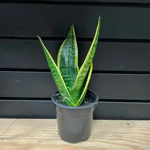 Snake Plant House Plant 4 Inch Pot