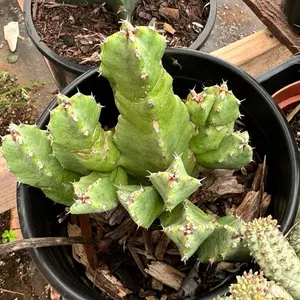 Euphorbia Resinifera 1gal pot