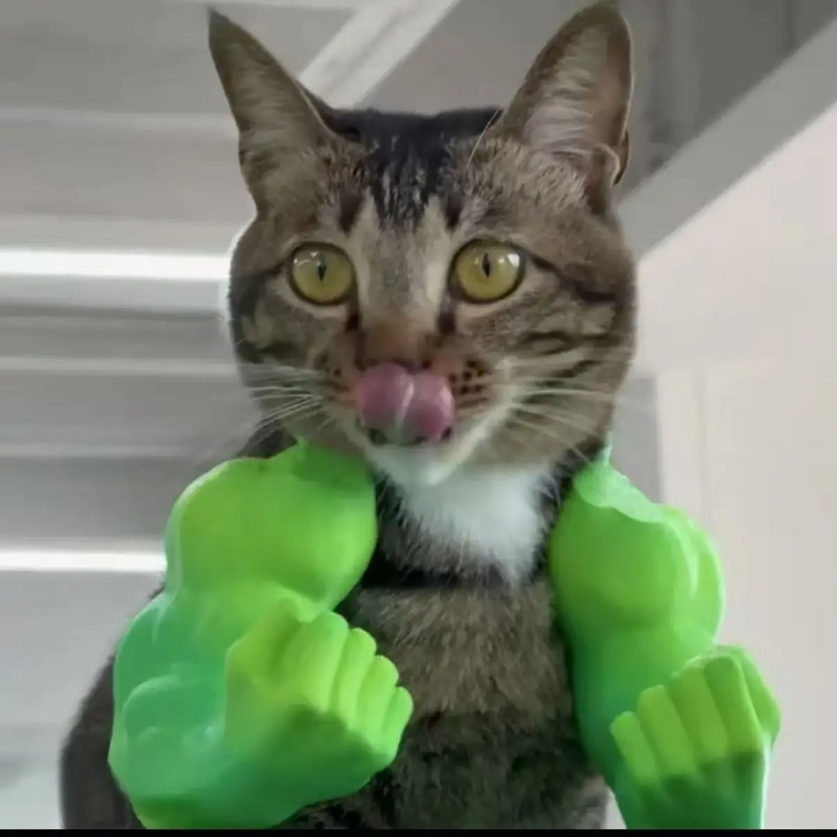 Boxer Cat Costume – Pet Cosplay  Outfit with Boxing Gloves wizard bunny