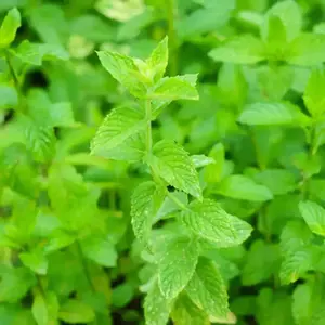 4 pack x 500 Spearmint Seeds Garden Mint, Common Mint, Lamb Mint Herb Seeds