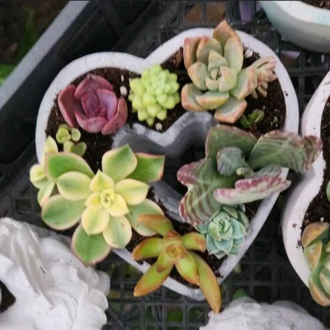 Concrete Heart Planter