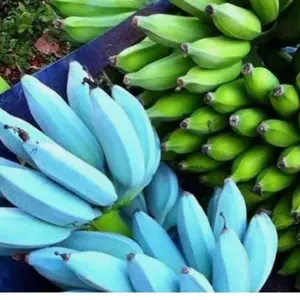 -Musa-ICE CREAM (BLUE JAVA)- Live Banana Tree-SMALL ROOTED STARTER PLANT-