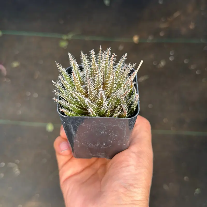 Aloe Haworthoides Succulent Plant 2.5 inch pot