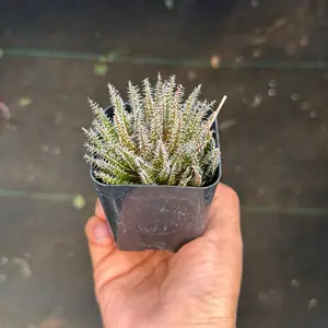 Aloe Haworthoides Succulent Plant 2.5 inch pot