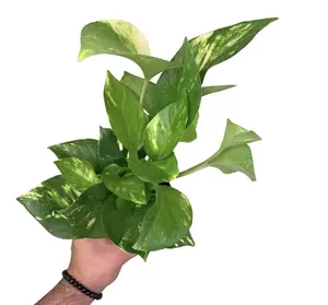 4" Golden Pothos – Epipremnum Aureum - Live Plant