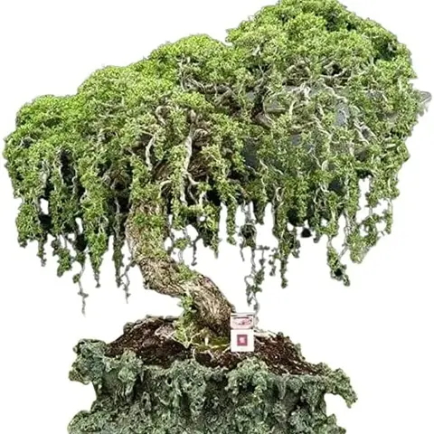 CZ GRAIN Australian Willow Bonsai Tree Fresh Natural Cutting - Bare Root Pack, Extensive Thick Trunk, Fast-Growing Indoor Plant for Him, Beginners, Home & Office Decor, Anniversaries, Birthdays, Children Gifts