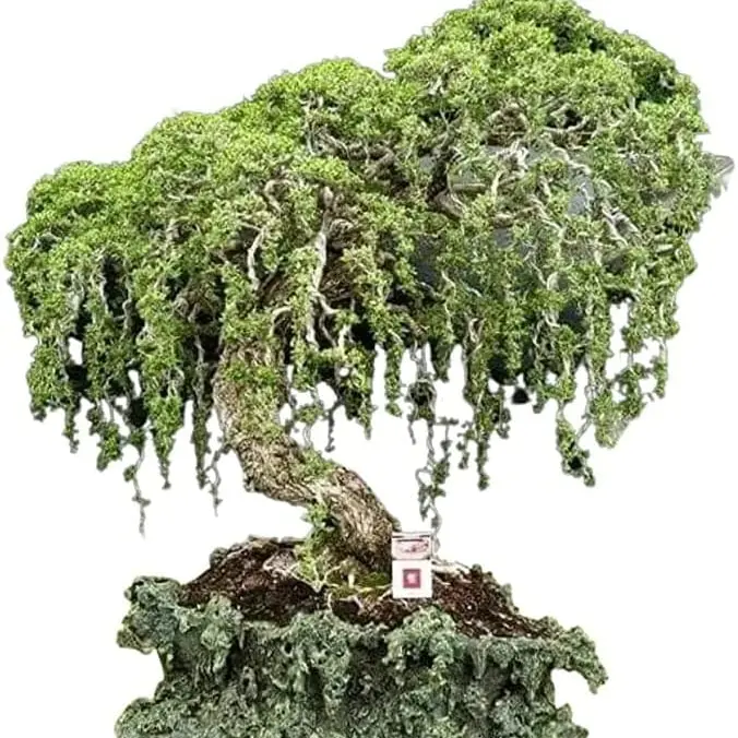 CZ GRAIN Australian Willow Bonsai Tree Fresh Natural Cutting - Bare Root Pack, Extensive Thick Trunk, Fast-Growing Indoor Plant for Him, Beginners, Home & Office Decor, Anniversaries, Birthdays, Children Gifts