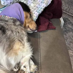 Noise Reduction Pet Ear Cover, 1 Count Soft & Comfortable Pet Ear Protector, Multi-use Pet Ear Cover for Grooming Bathing, Valentine's Day Gift