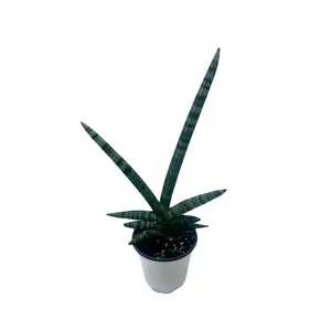 4 1/2” Starfish Snake Plant, Sansevieria cylindrica, Houseplant, Gift, Plant, Decor Fruit Decoration