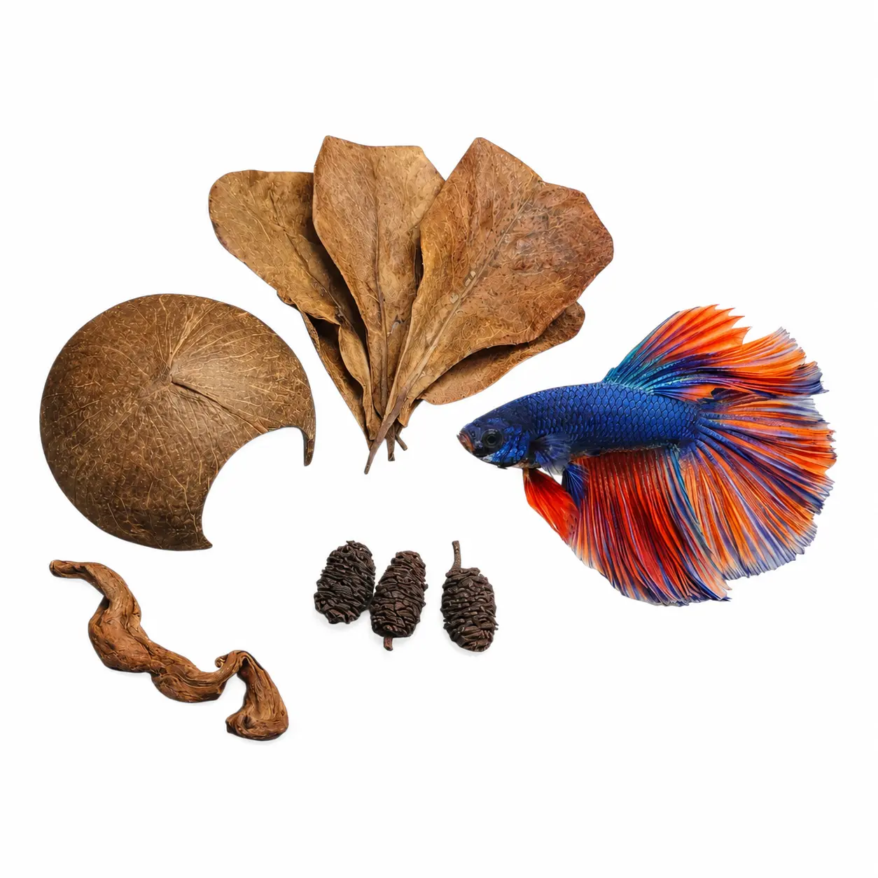 Betta Bundle w/ Coconut Cave, Driftwood and Botanicals