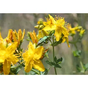St. John's Wort - 1000+ seeds