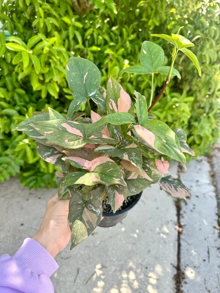 Syngonium pink splash - 6" pot