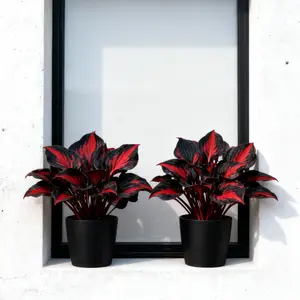 800pcs Black-Red Hosta Seeds Exotic Bicolor Foliage for Dramatic Garden Appeal Perennial  Plant Ideal Gardeners All Seasons