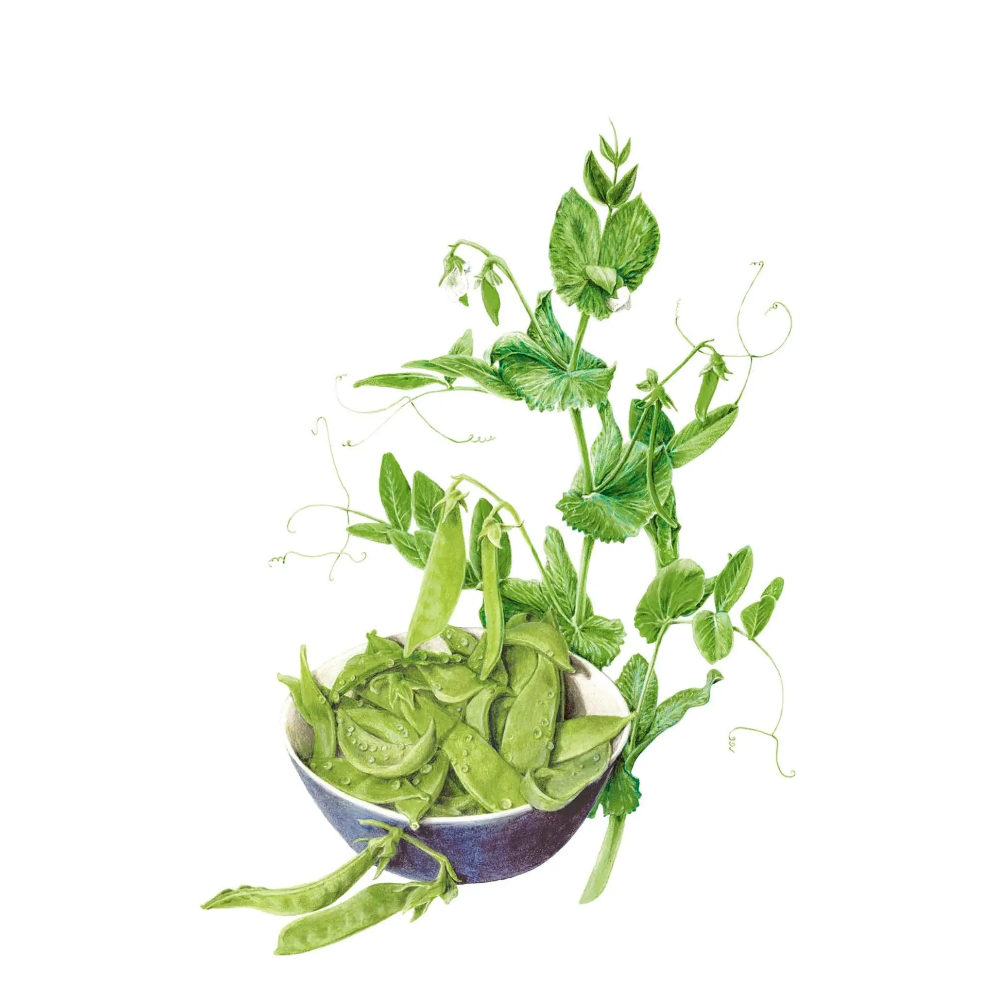 Oregon Sugar Pod II Snow Pea Vegetable Seeds, Garden Seeds Vegetable for Home Garden Planting, Home Planting Seeds