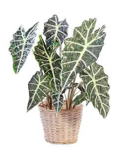 LIVE PLANT 2ft tall - Alocasia Amazonica Poly - African Mask Elephant Ear