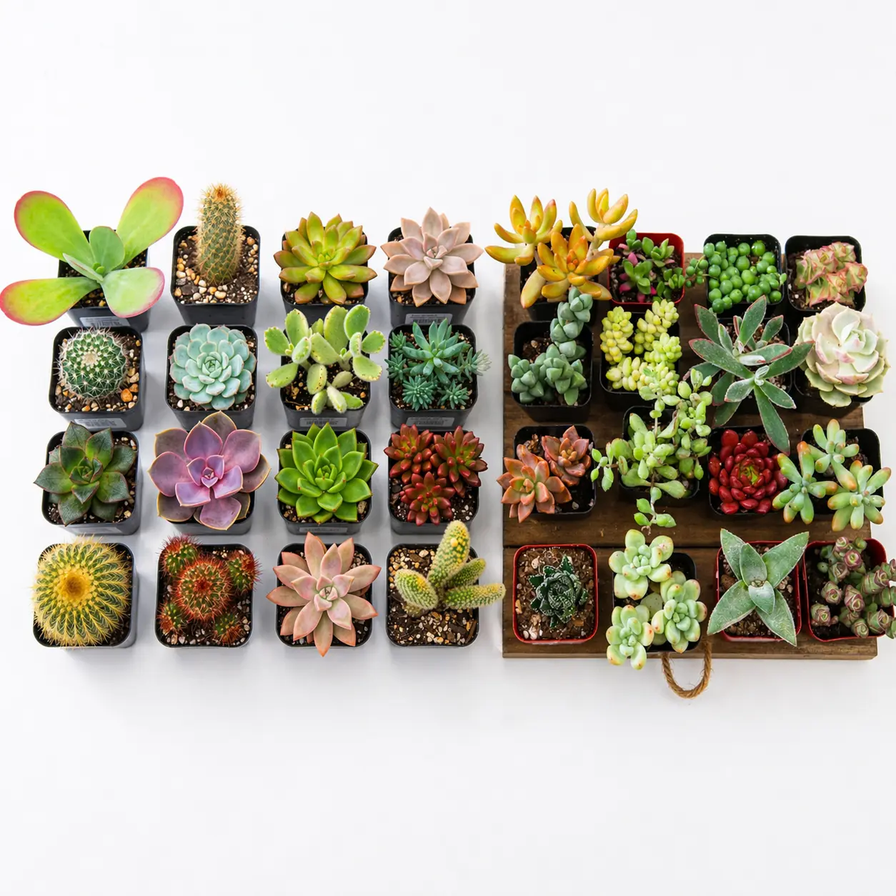 4/8/16/32 Pack Random Mix Live Succulent Plants -  2" Easy Care Fully Rooted Succulents,Rare House Plants for Indoor Outdoor, green Gift for  Home  Garden Decoration, beginner friendly indoor plant enthusiast