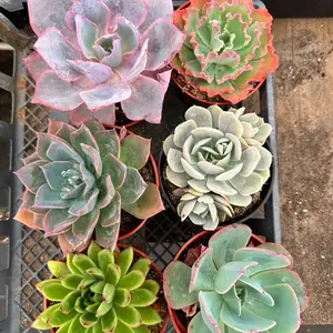 Succulent Echeveria Box 6 pack 4 “ pots Plants Succulent Echeveria Box 6 pack 4 “ pots Plants