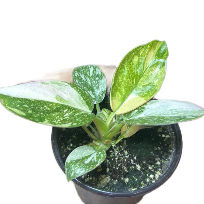 Green Congo Nuclear Variegated Philodendron - Tropical Perennial Houseplant, Potted Indoor Plant for Home Garden Decor, Tropical Houseplant