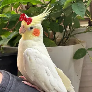 Parrot Festival Bow Tie Accessory, Bird Bow Tie Decoration, Suitable for Small Parrots, Perfect for Holidays, Valentine's Day, Christmas, Birthday