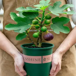 Juicy and sweet fig seedlings for easy planting