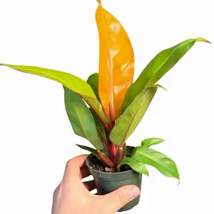 4" Philodendron Prince of Orange, Low Light Tolerant Indoor Plant, Easy Care