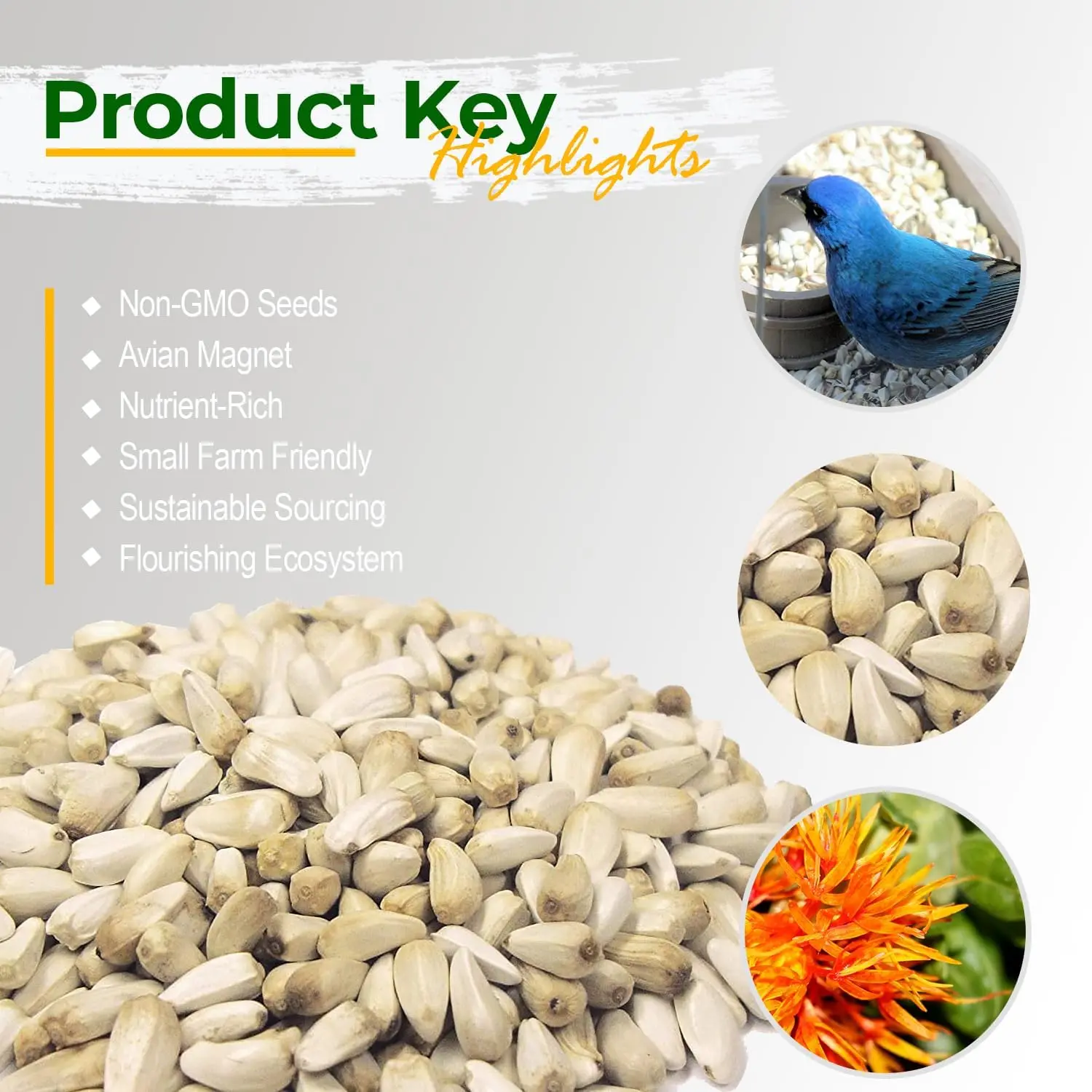 6lb Non-GMO Safflower Seeds – USA Grown Bird & Backyard Wildlife Food