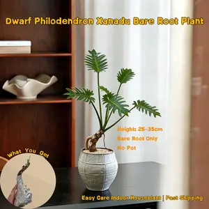 Dwarf Philodendron Xanadu Bare Root Plant (25-35cm) - Easy-to-Grow Indoor Live Houseplant, No Pot