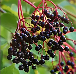 Elderberry Plant Live for Planting, American Elderberry Bush Live Plant Black Elderberries in 4" Pot  6 to 12 Inc Tall