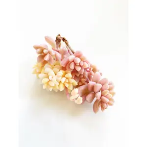 Graptopetalum Variegated G. Mirinae - April Farm/Rare Succulents