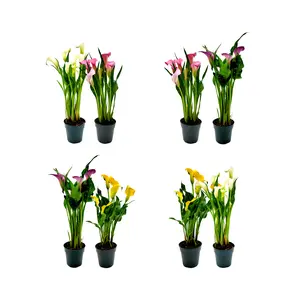 Twin-PK, Calla Lilies in 4.5-inch Pot, Indoor and Outdoor Flowering Live Plant, Home Decor, Garden Ornament, Long-lasting Flowers, Cutting Flowers, Bouquets, Flower Arrangements, Gifts