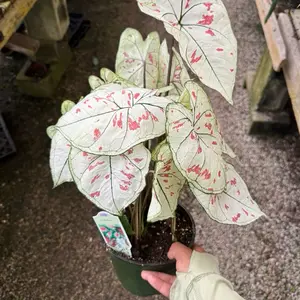 caladium plant 6 inch pot