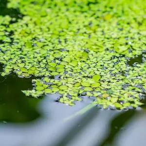 Live Duckweed (6 Scoops) – Tank Grown, Snail Safe Natural