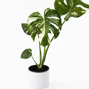 Monstera Thai Constellation 6" pot- Variegated Houseplant with Unique Constellation-Like Patterns