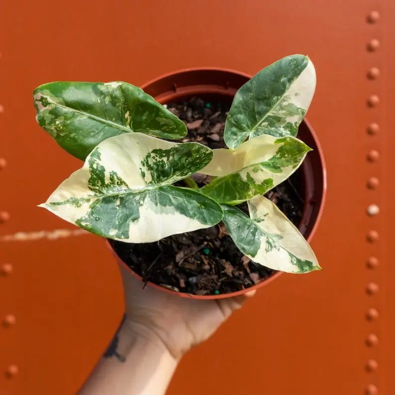 Variegated Alocasia Albo Macrorrhiza in 6" Pot | RARE Elephant Ear Plant | Indoor & Outdoor Live Tropical House plant | Rooted Easy Care