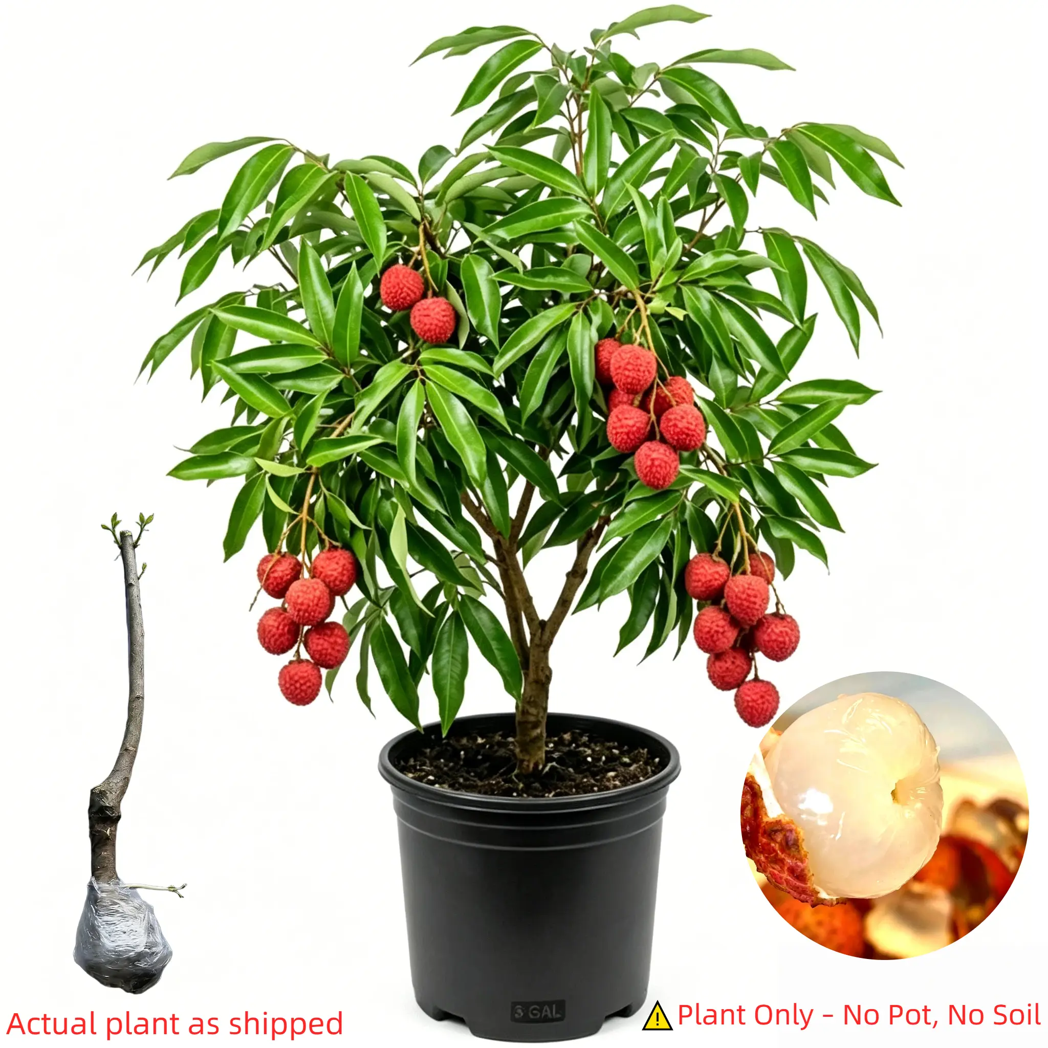 Lychee tree, 4-5 years old, healthy root system, self-pollinating, produces sweet fruit, great for home gardening, beginner-friendly