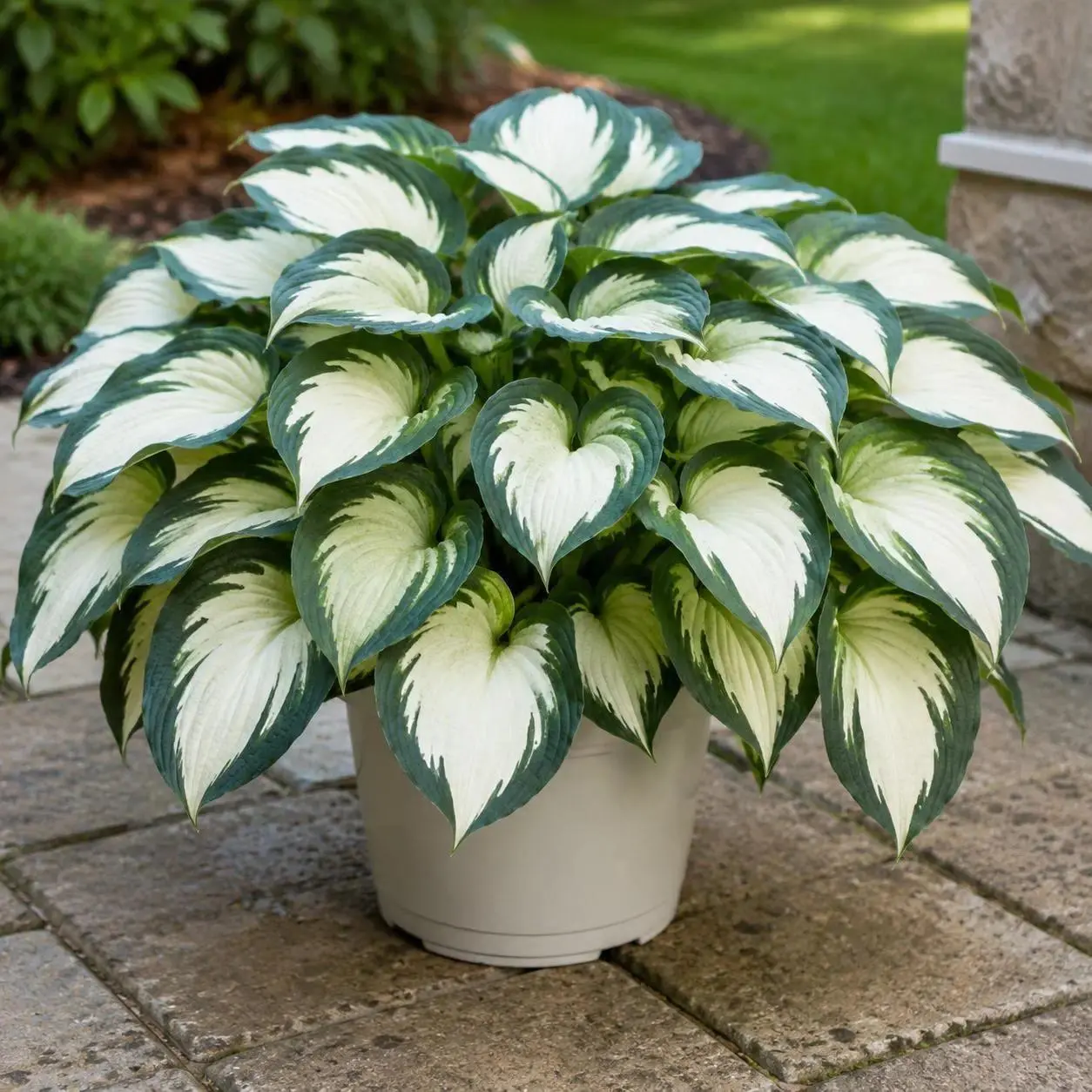 300 Premium Hosta Seeds - High Germination Shade-Loving Perennials for Container Gardening, Balcony Spaces, Garden Borders, Patio Pots, Compact Growth, Soft Decorative Edge Creation