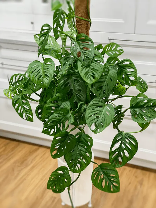 Monstera adansonii Swiss Cheese vine LIVE PLANT 2-3 ft tall (Swiss cheese plant, Five holes plant) shipped from sunny Florida Decor Decorative Fruit Light Nursery Tree Tropical Ornaments