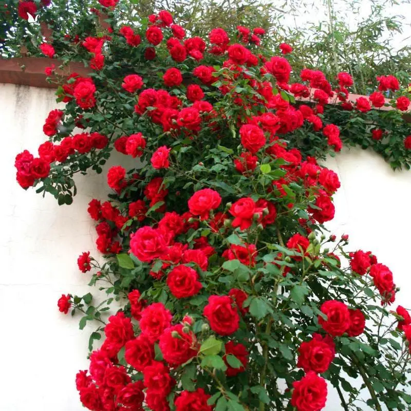 Mixed Color Climbing Rose Garden Plant Seeds (200 Count), Easy to Plant, Suitable for Year-Round Planting