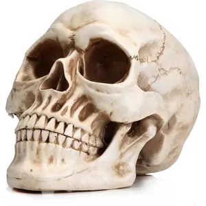 Lifelike Resin Human Skull Model, Gothic Home Decor Statue for Bookshelf & Desktop, Decoration Party Supplies for Gothic Enthusiasts