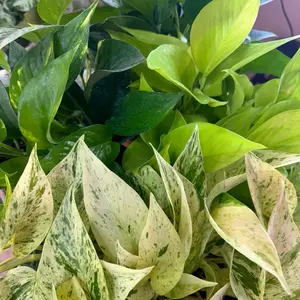 Pothos Epipremnum Snow Queen Live Potted Indoor Houseplant, Tropical Gardening Plant, Vibrant Tropical Plant for Home Garden Decor, Potted Indoor Plants