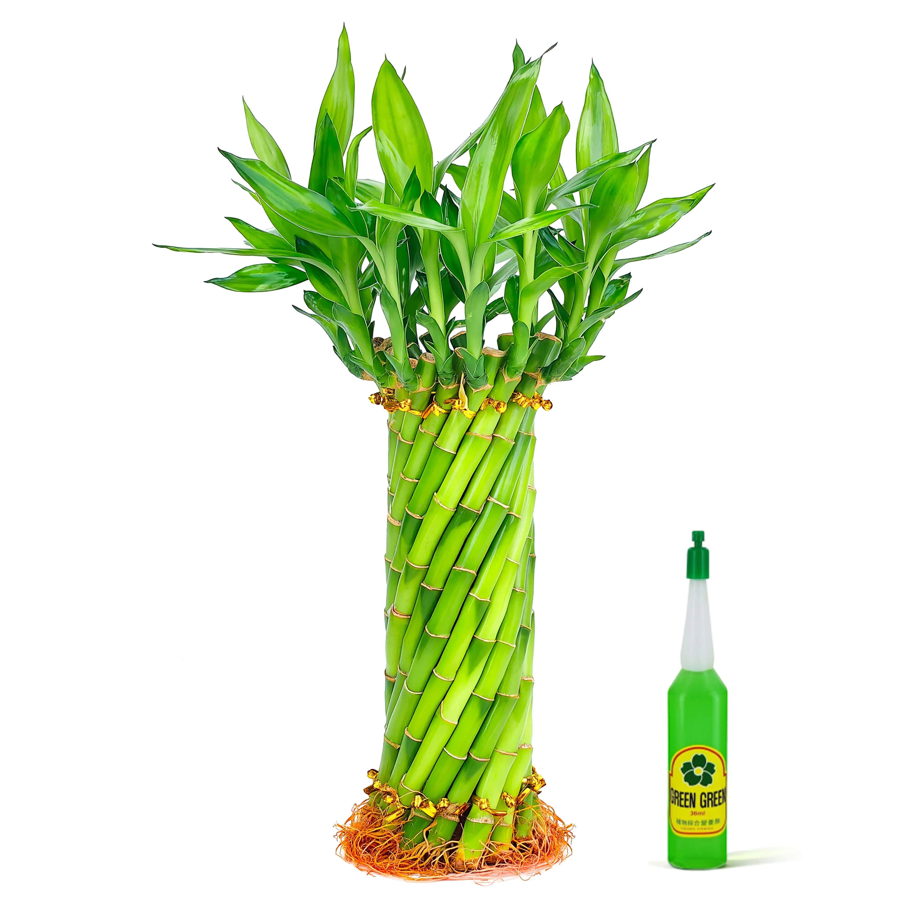 8" Tornado Spiral Lucky Bamboo Live Plant - Low Maintenance Aesthetic Decor (Nutrient Included)