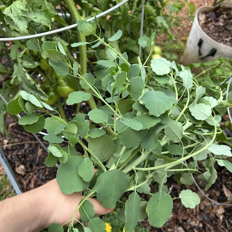 Papaloquelite Seeds (Porophyllum ruderale subsp. macrocephalum) – Mexican Papalo Herb, Bolivian Coriander