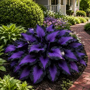 Hosta Seeds Perennial Shade Plant for Garden and Yard Non-GMO USA Made with Instructions for Easy Care and Versatile Growth