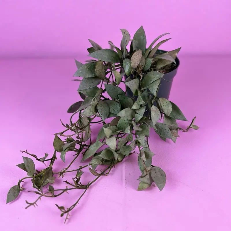 RARE Hoya Lacunosa Silver 4” | Silver Hoya | Collector Wax Plant